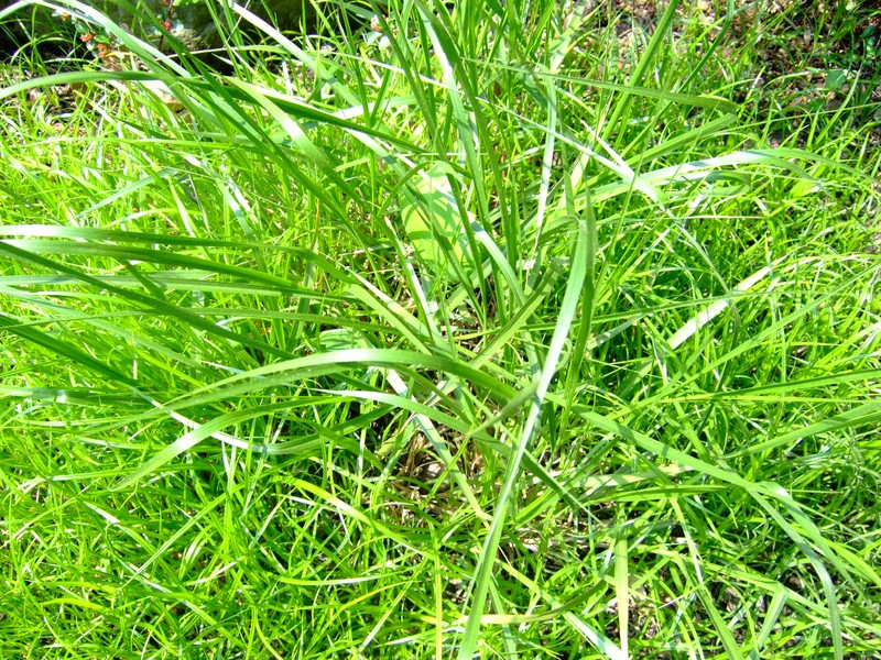 Cumberland Sandreed photo 2