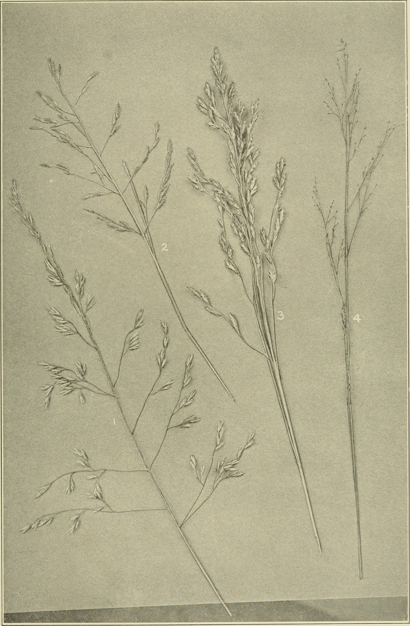 Pine Barren Sandreed photo 2