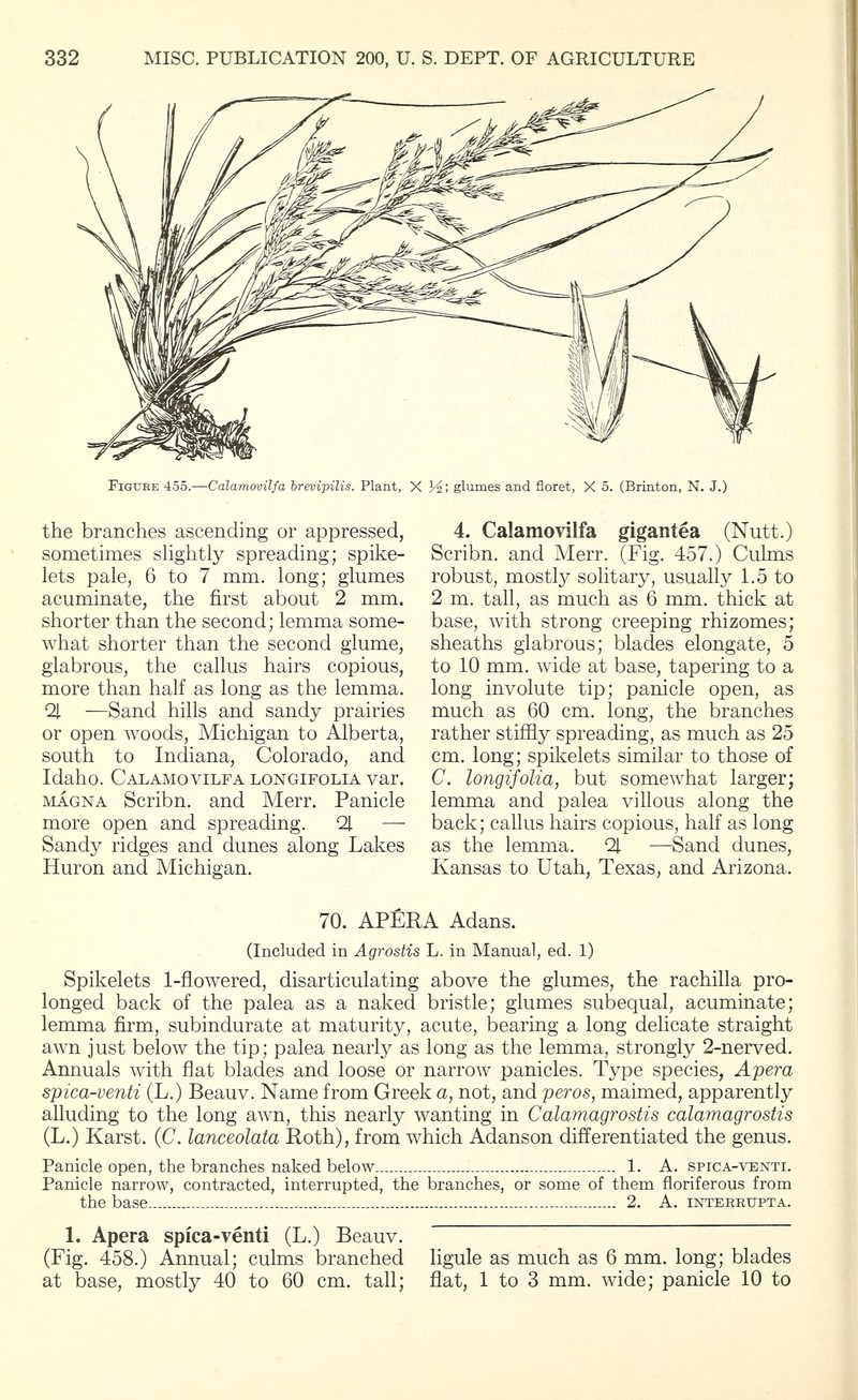 Pine Barren Sandreed