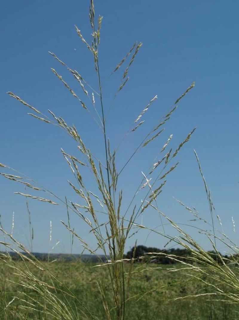 Giant Sandreed