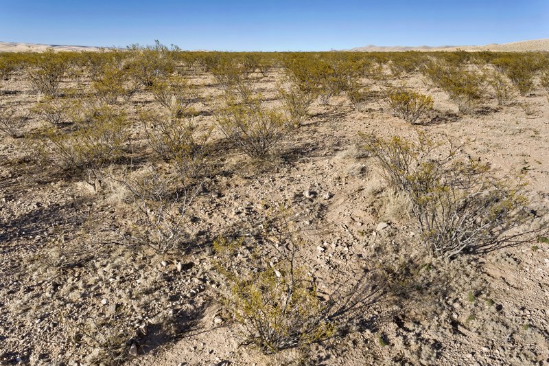 Giant Sandreed photo 4