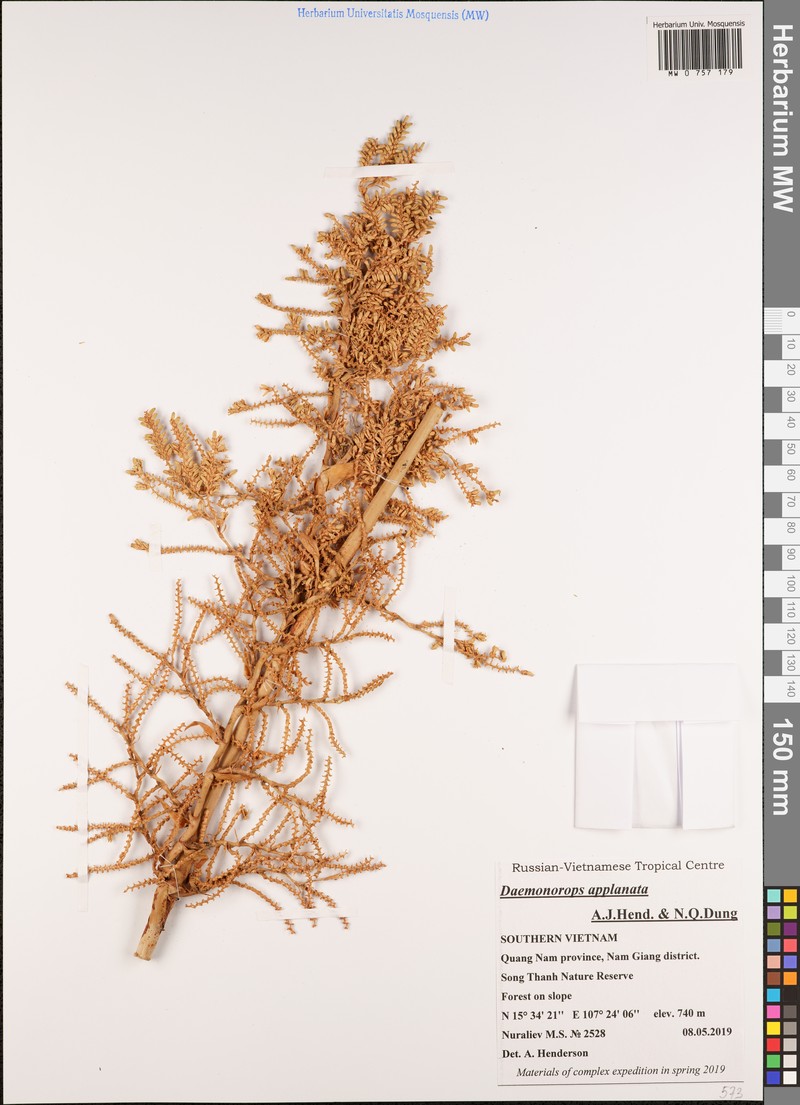 Calamus applanatus
