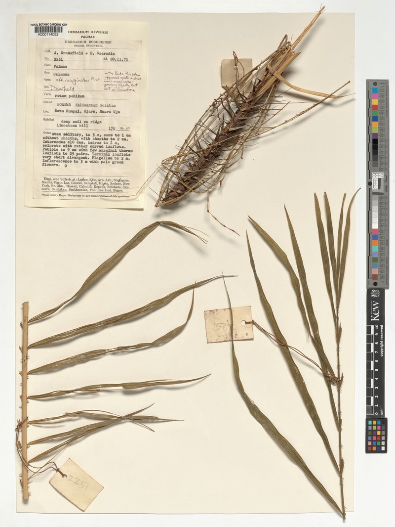 Calamus calciphilus photo 3