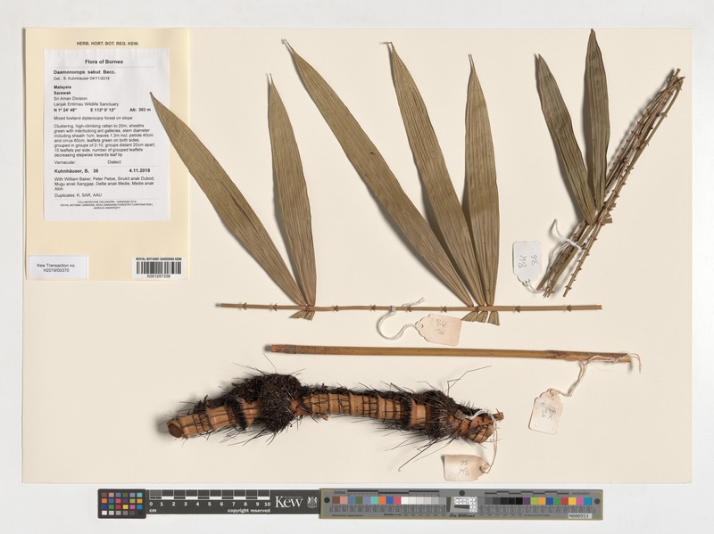 Calamus crinitus subsp. crinitus