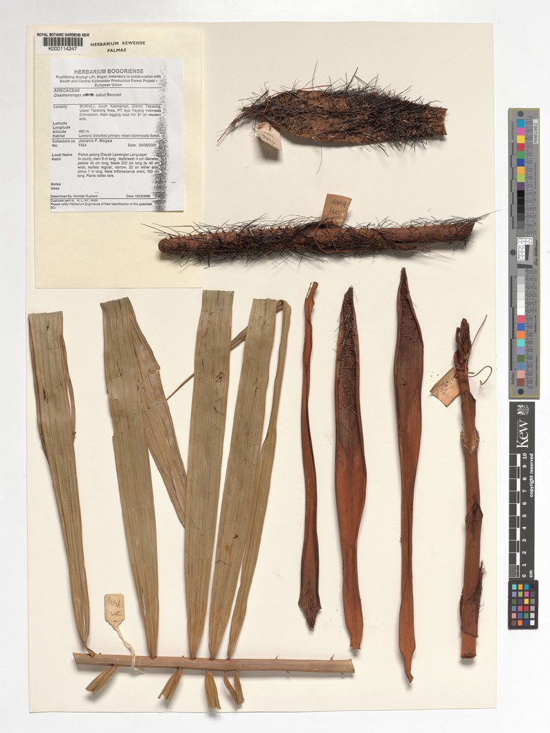 Calamus crinitus subsp. crinitus photo 4
