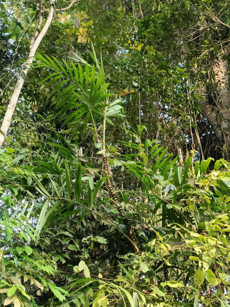 Calamus crinitus subsp. sabut