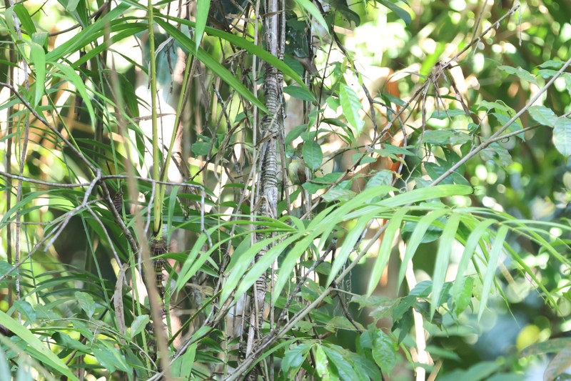 Calamus crinitus subsp. sabut photo 2