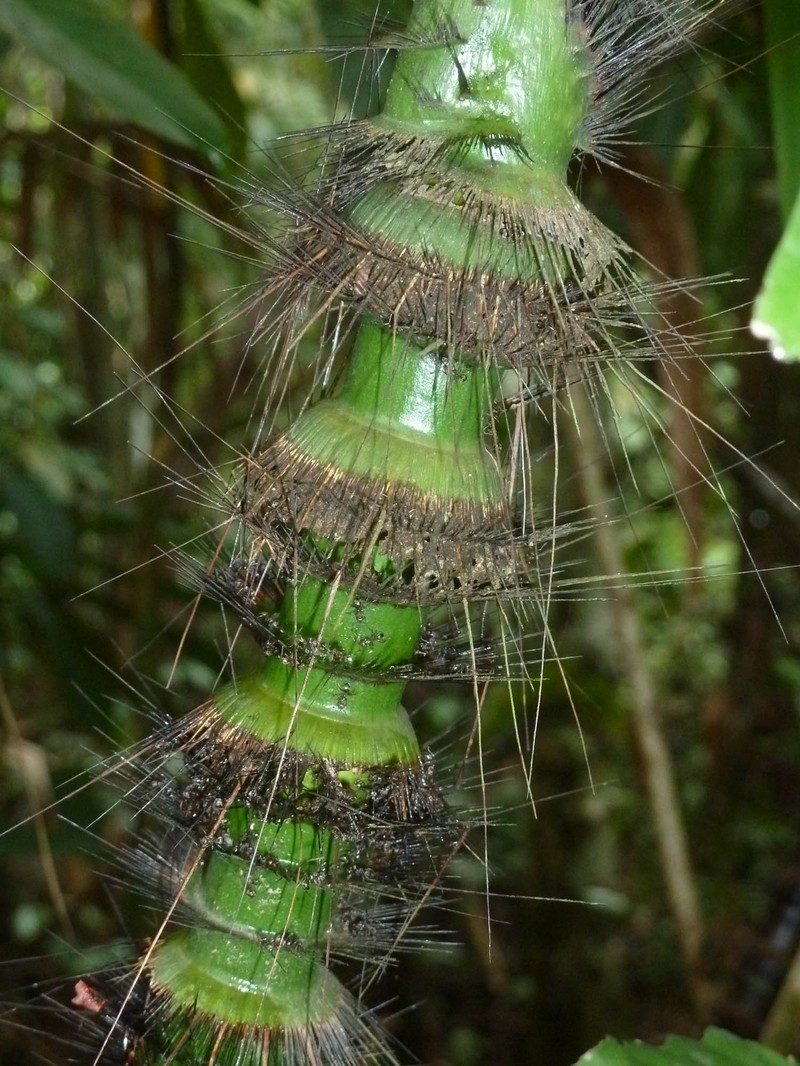 Calamus crinitus subsp. sabut photo 3