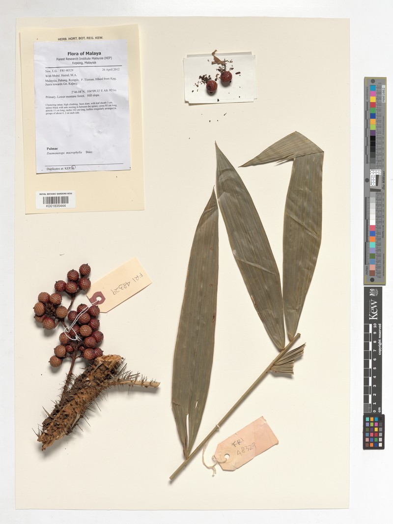 Calamus crinitus subsp. sabut photo 4