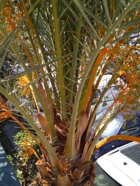 Calamus
