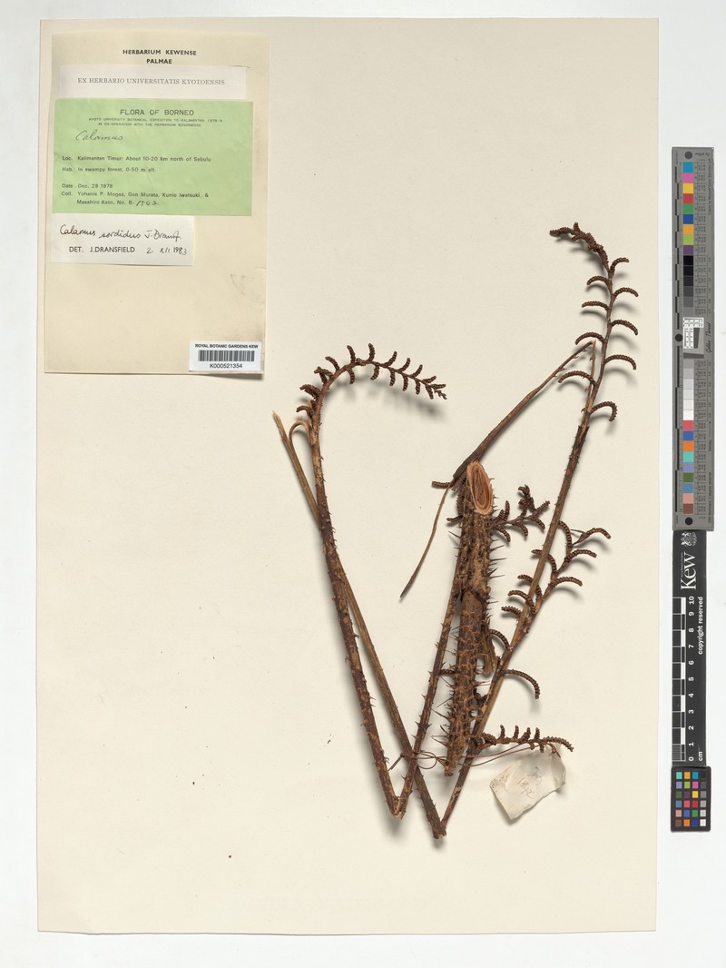 Calamus densifloropsis