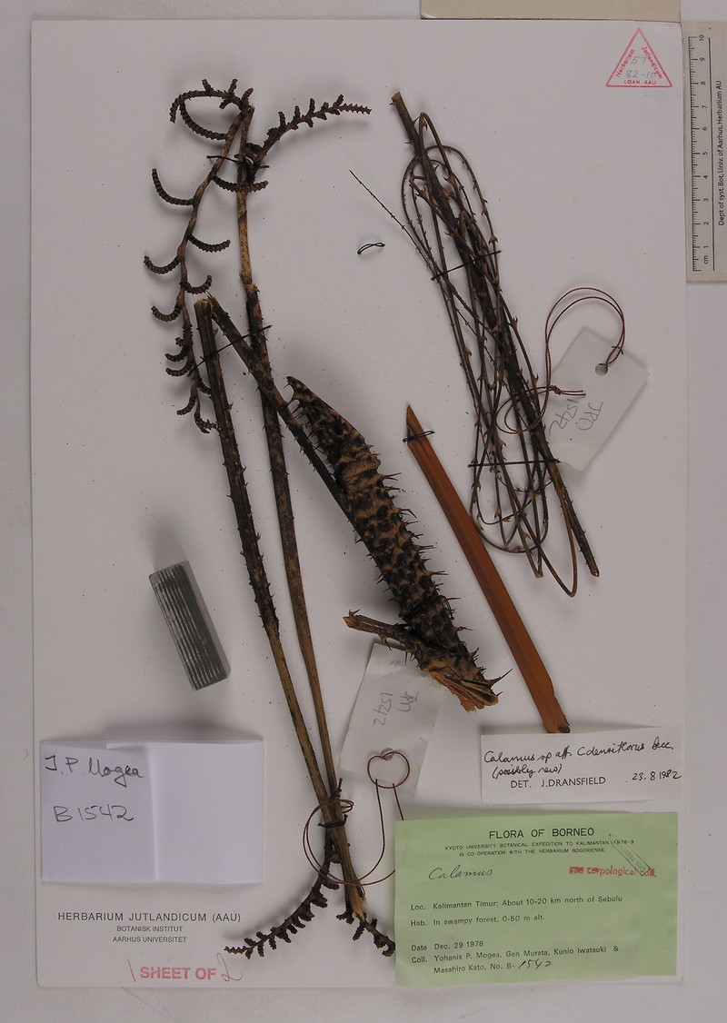Calamus densifloropsis photo 2