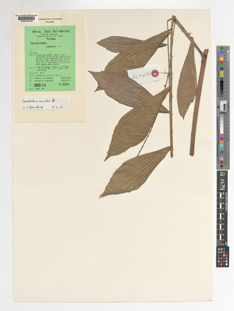 Calamus disjunctus