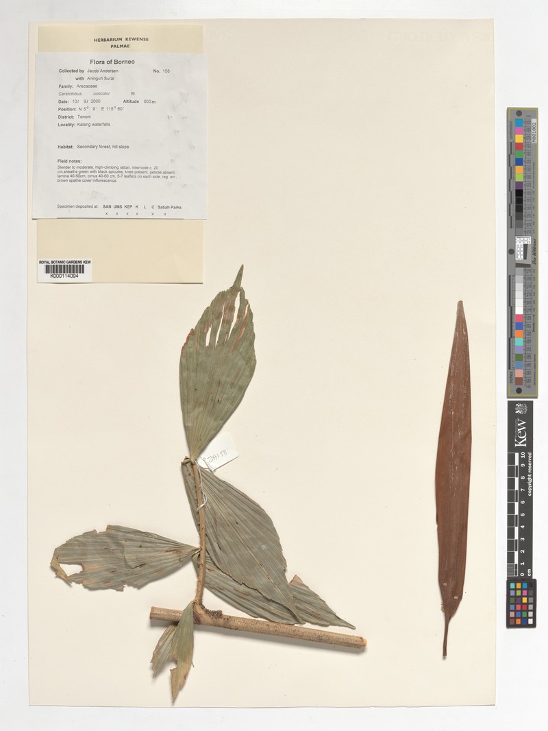 Calamus disjunctus photo 2