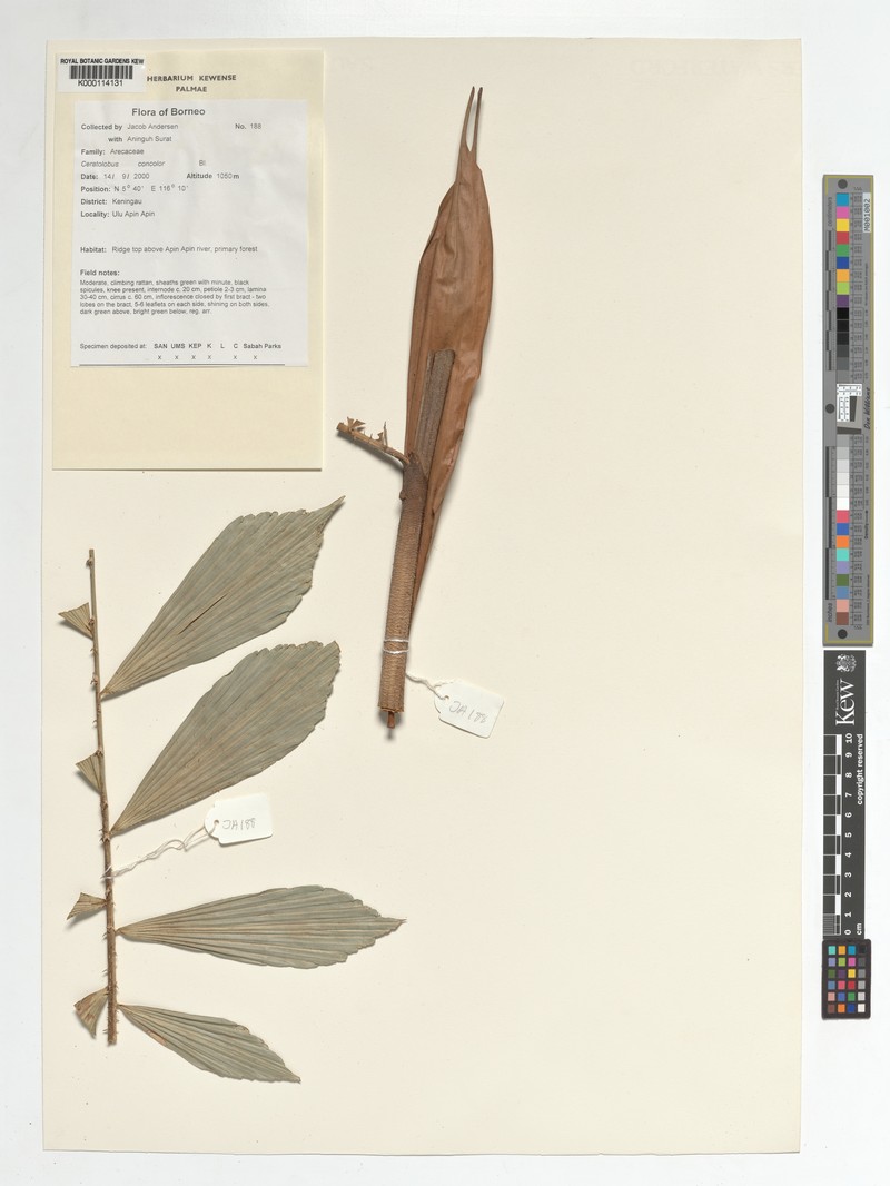 Calamus disjunctus photo 3