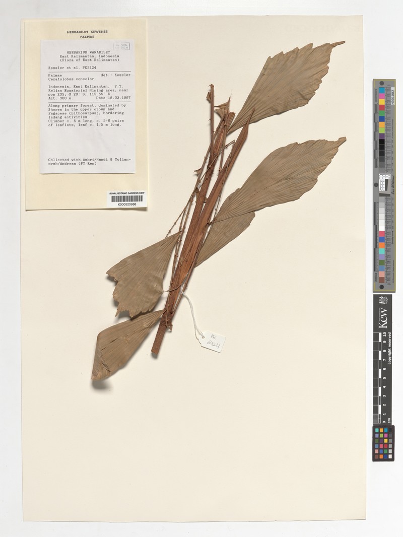 Calamus disjunctus photo 4