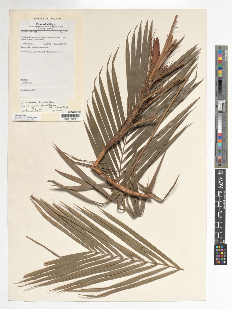 Calamus exiguus