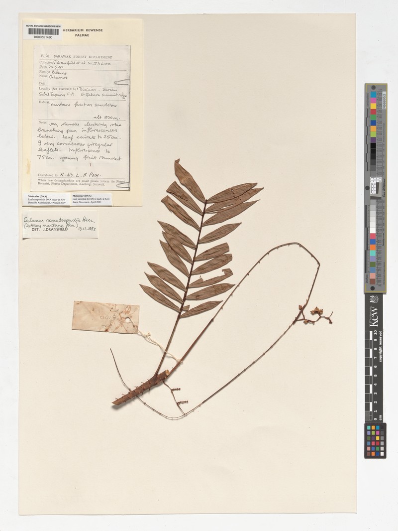 Calamus gaharuensis