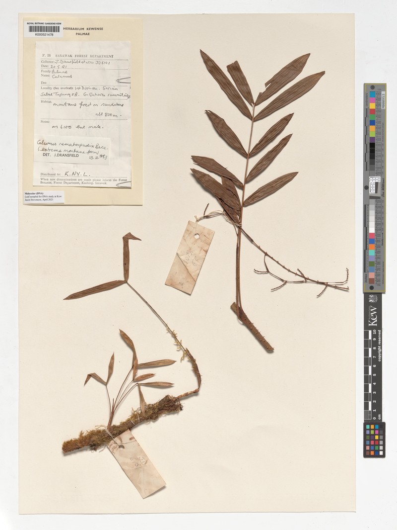 Calamus gaharuensis photo 2