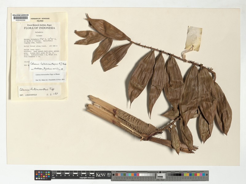 Calamus heteracanthopsis