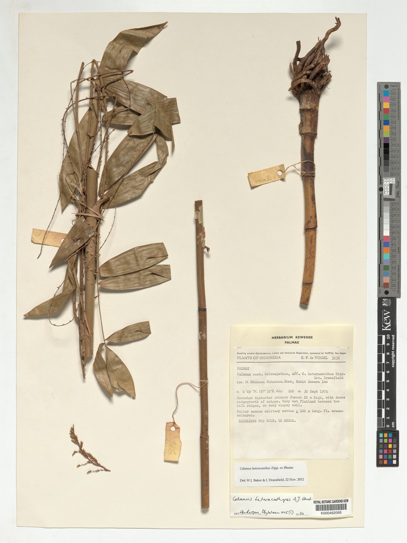 Calamus heteracanthopsis photo 2
