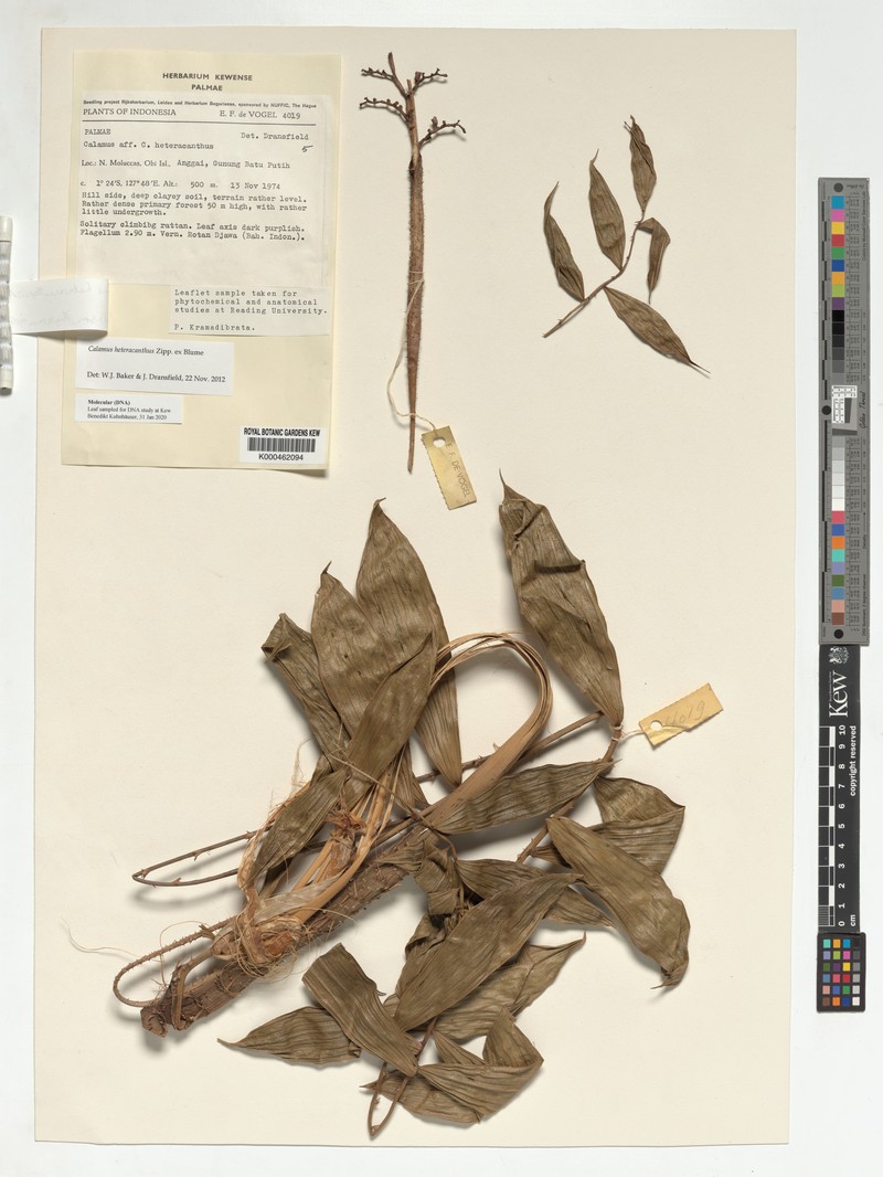 Calamus heteracanthopsis photo 3