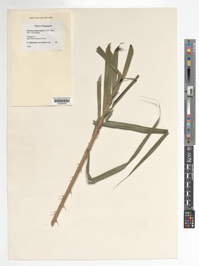 Calamus hirsutus subsp. hirsutus