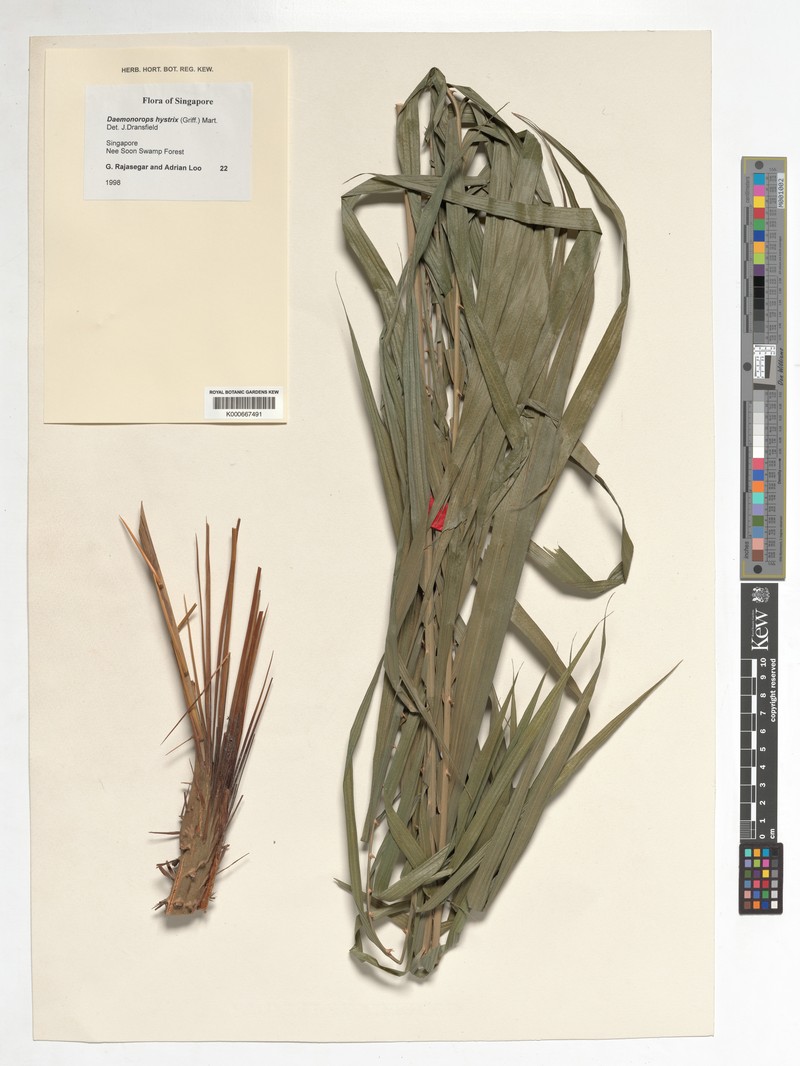 Calamus hirsutus subsp. hirsutus photo 2