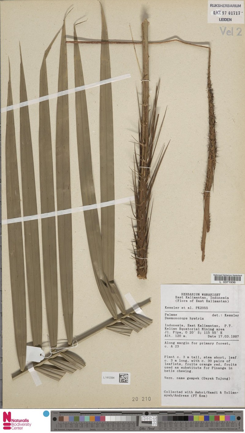 Calamus hirsutus subsp. hirsutus photo 3