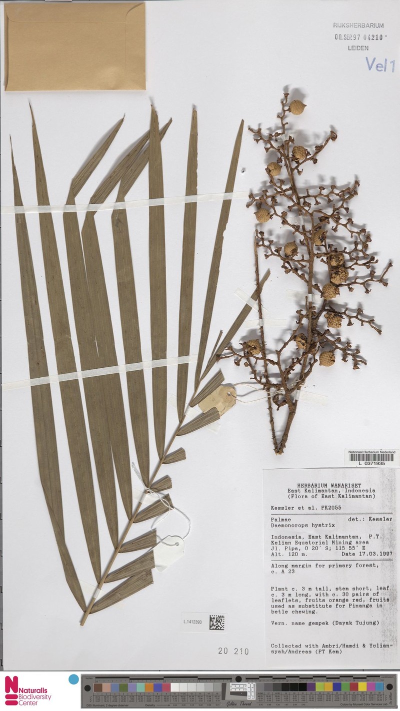 Calamus hirsutus subsp. hirsutus photo 4