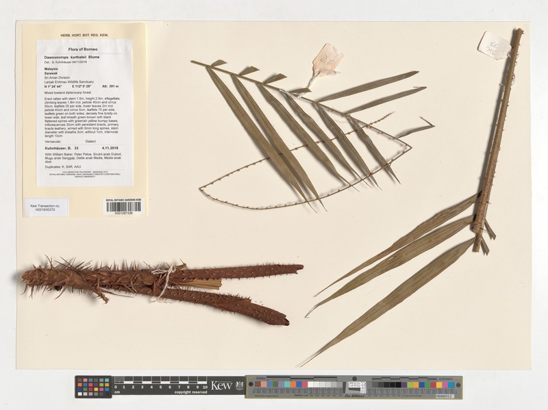 Calamus hirsutus subsp. korthalsii photo 2
