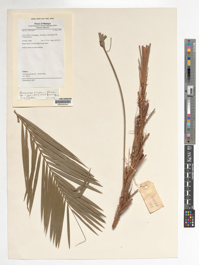 Calamus hirsutus subsp. minor