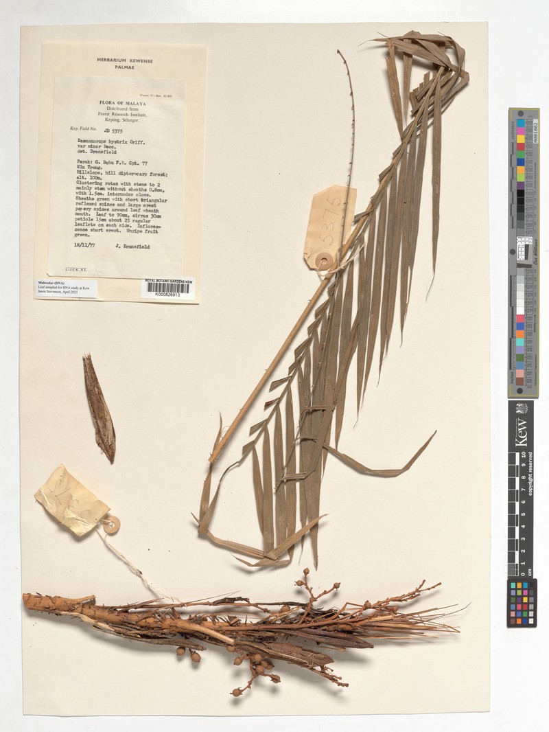 Calamus hirsutus subsp. minor photo 2