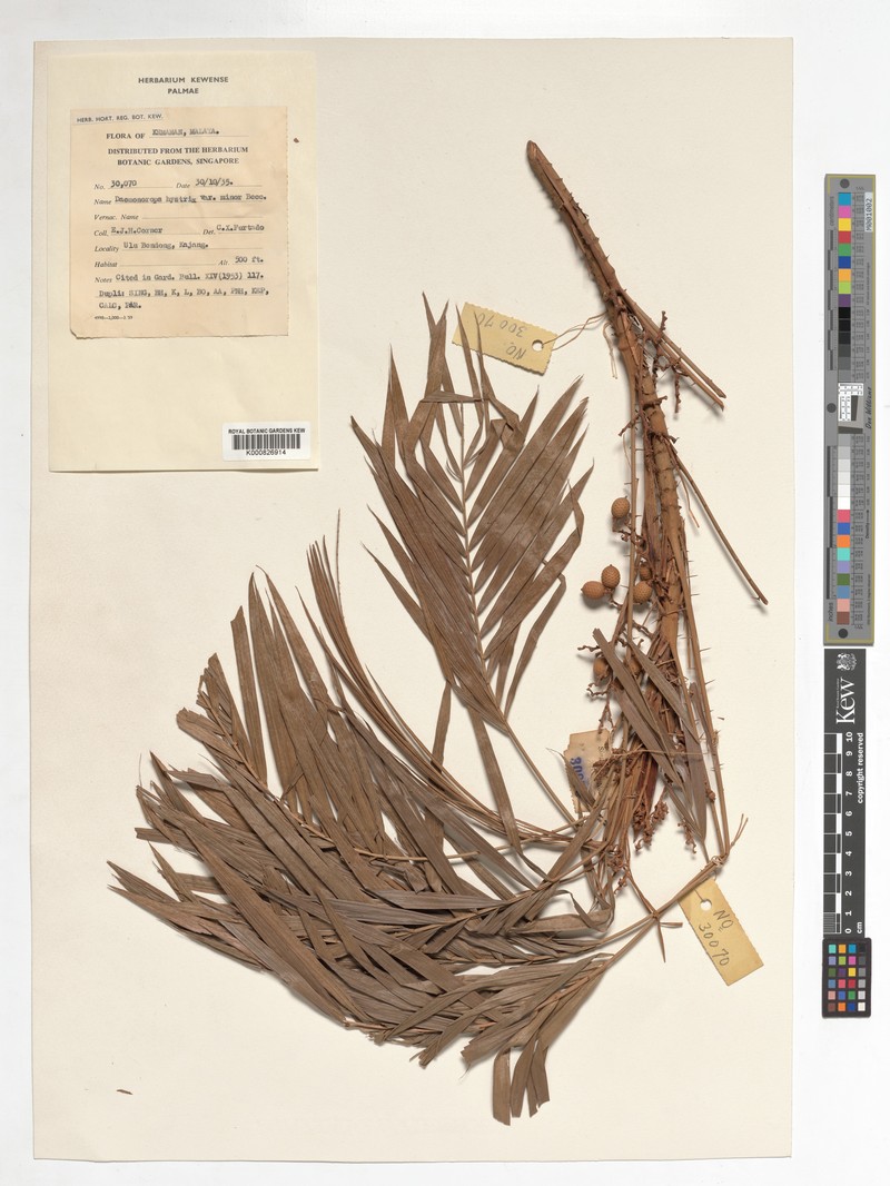 Calamus hirsutus subsp. minor photo 4