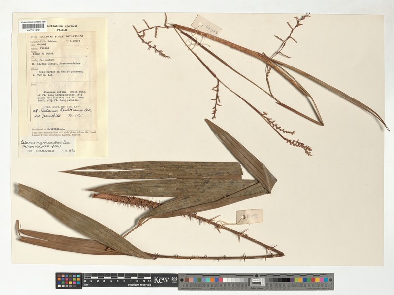 Calamus hosensis