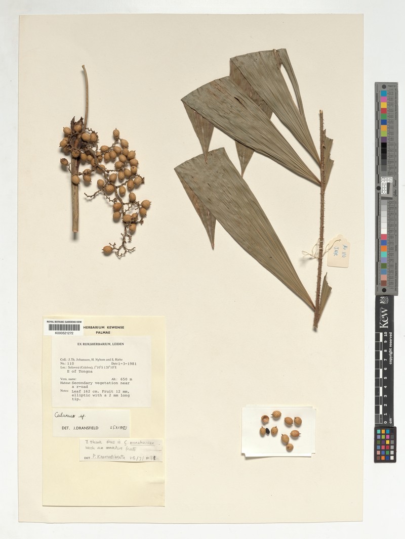 Calamus impressus