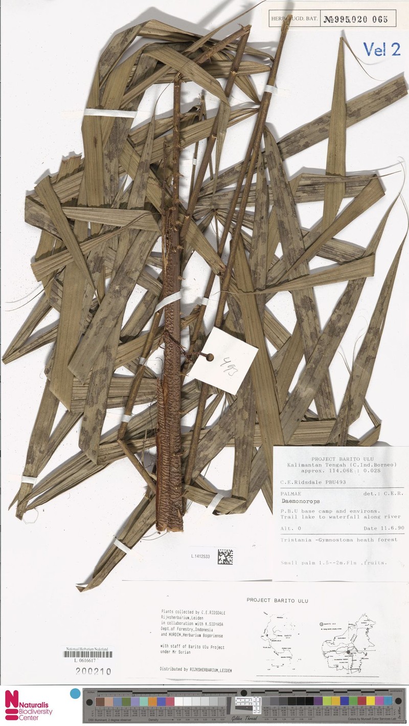 Calamus insolitus