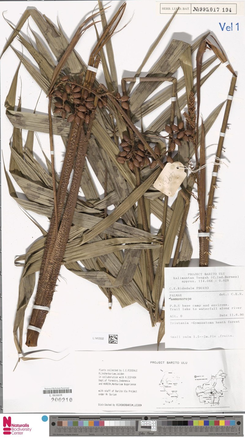 Calamus insolitus photo 2