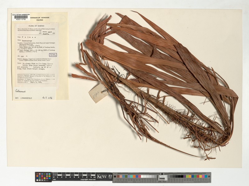 Calamus johanis