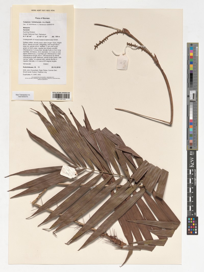 Calamus kubahensis