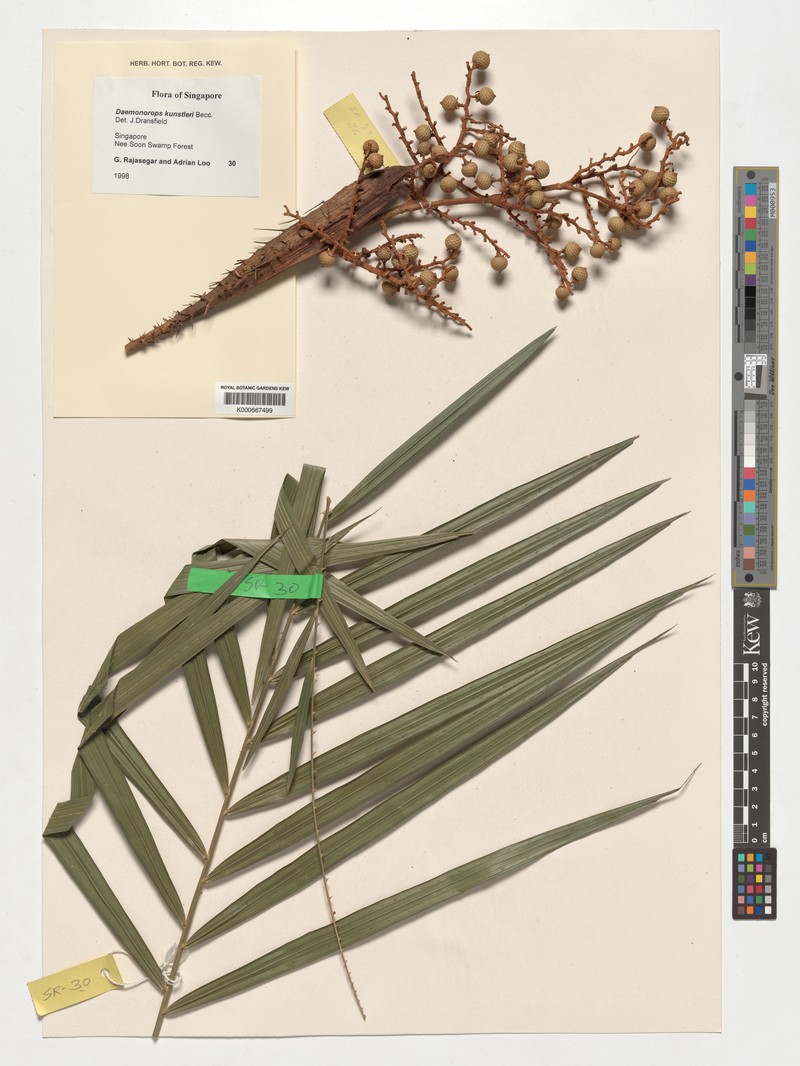 Calamus kunstleri subsp. kunstleri