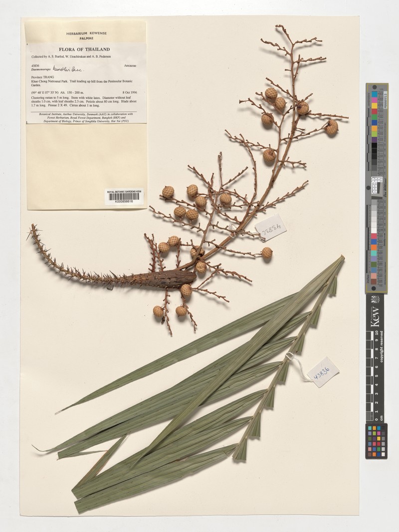 Calamus kunstleri subsp. kunstleri photo 3