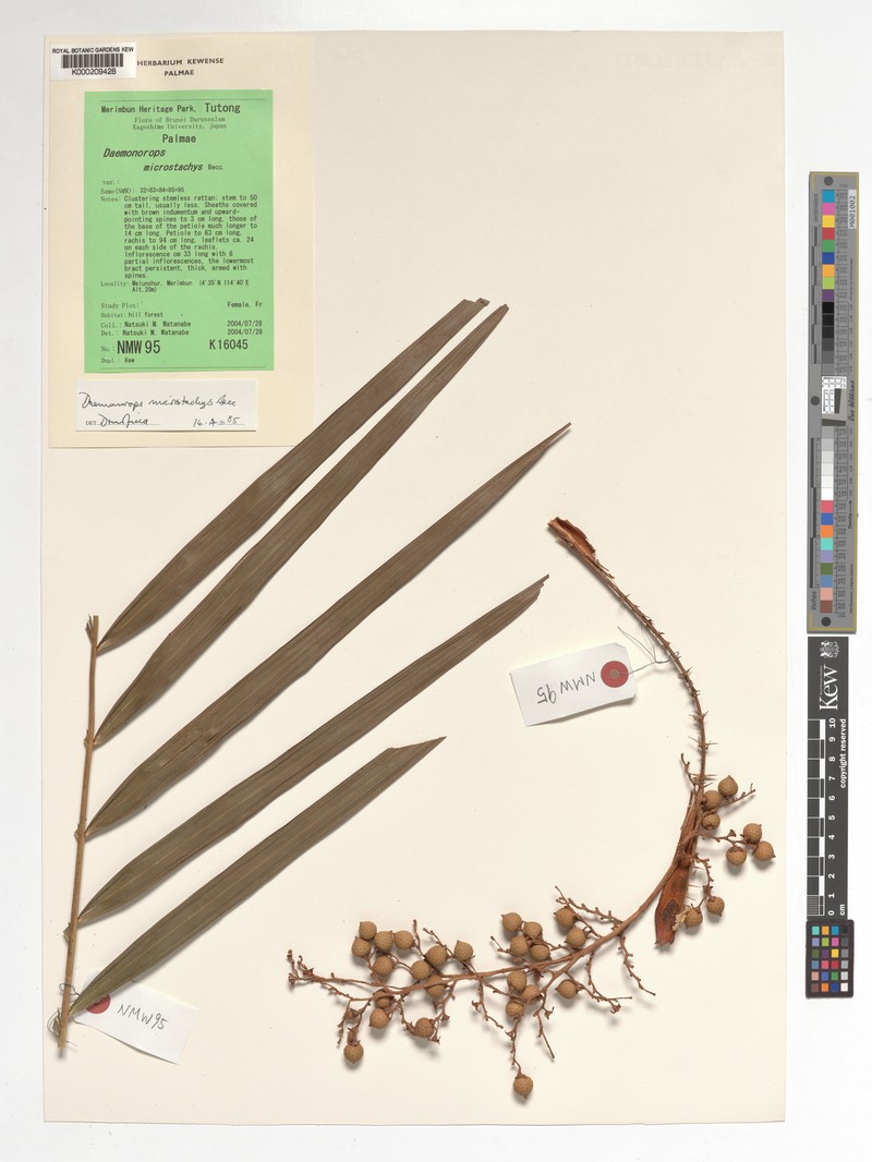 Calamus kunstleri subsp. microstachys photo 2