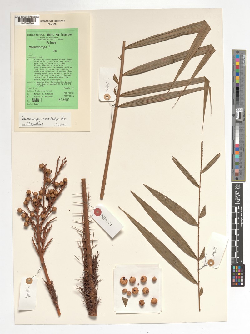 Calamus kunstleri subsp. microstachys photo 3