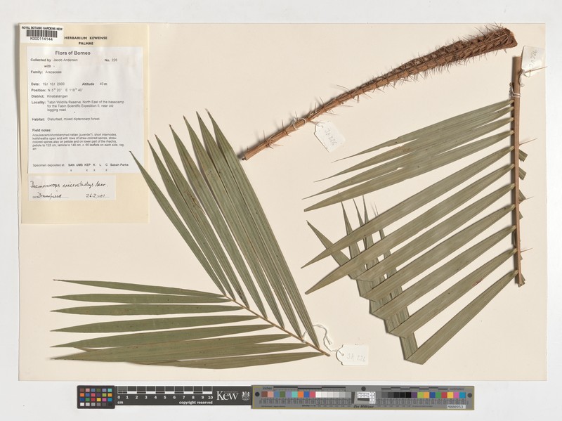 Calamus kunstleri subsp. microstachys photo 4