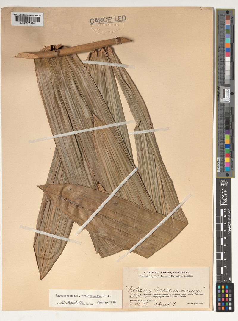 Calamus latus