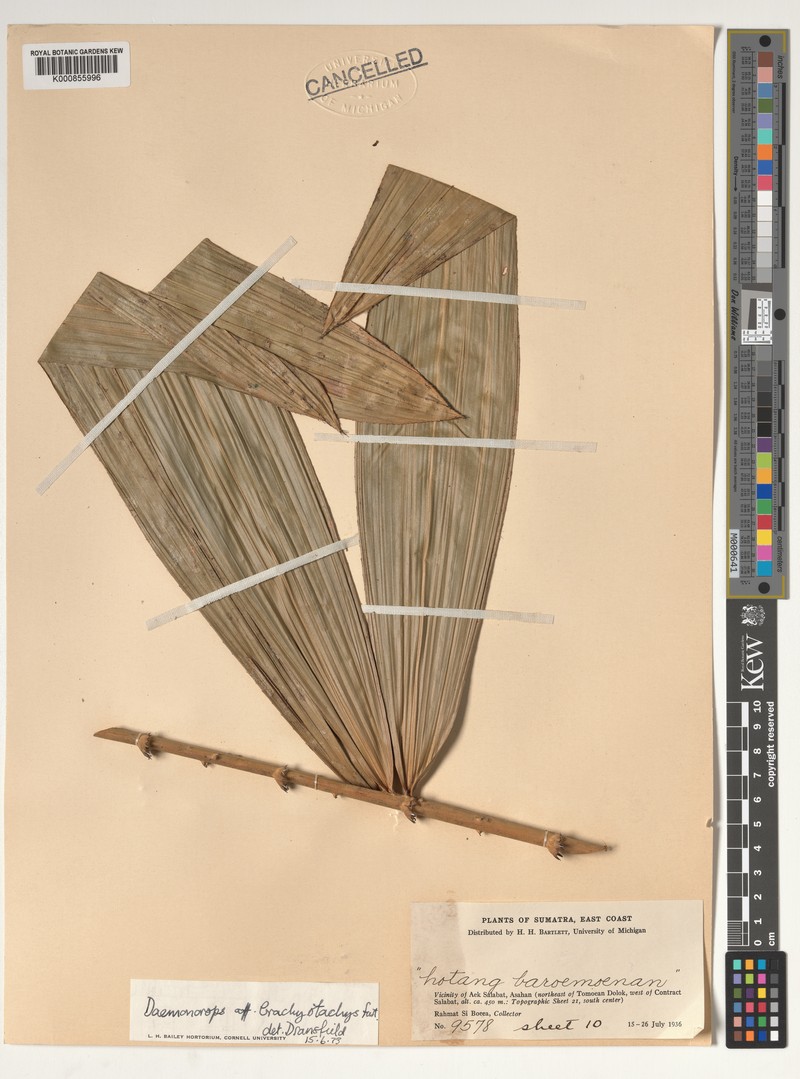 Calamus latus photo 2