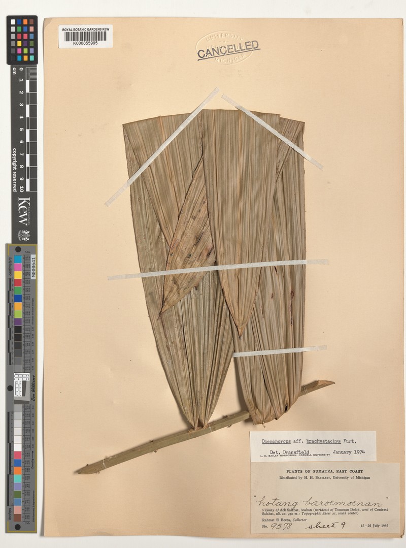 Calamus latus photo 4