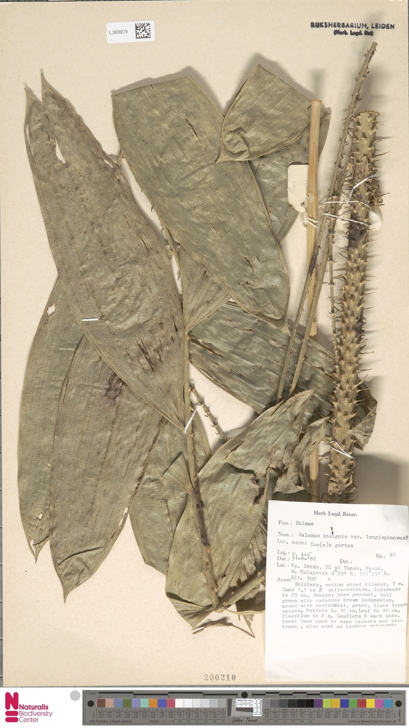 Calamus longiusculus photo 3