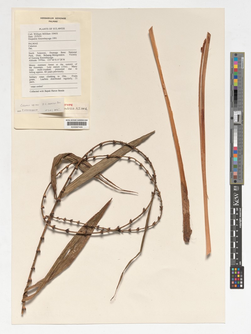 Calamus notabilis